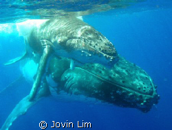 Southern hemisphere humpback whale (Megaptera novaeanglia... by Jovin Lim 